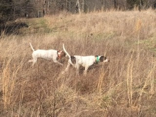 Guided Quail Hunts