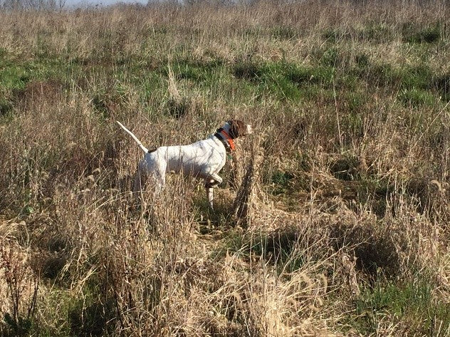 Unguided Quail Hunting Packages