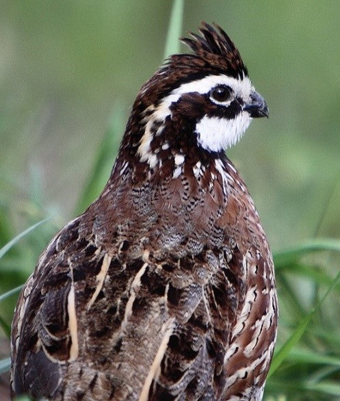 Unguided Quail Hunting Packages